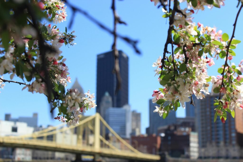 Cherry blossoms with an urban skyline and bridge backdrop, capturing city and nature's harmony.